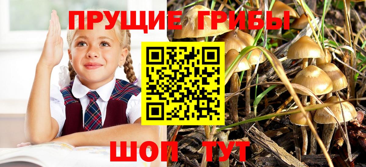 купить   Псилоцибиновые грибы GOLDEN TEACHER  Вход с VPN  Барабинск 